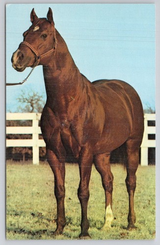 Flight aaat quarter horse - aaat,